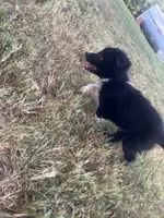 Dale, a male Australian Shepherd for sale in Lewisburg, TN – 1 of 3