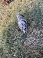 Spotty, a male Australian Shepherd for sale in Lewisburg, TN – 4 of 5