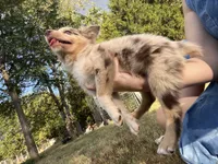 Dotty, a female Australian Shepherd for sale in Lewisburg, TN – 4 of 5