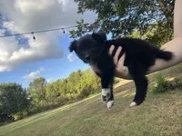 Tiny, a male Australian Shepherd for sale in Lewisburg, TN – 2 of 3