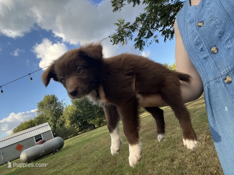 Mittens – Australian Shepherd puppy for sale in Lewisburg, TN