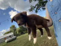 Mittens, a female Australian Shepherd for sale in Lewisburg, TN – 1 of 3
