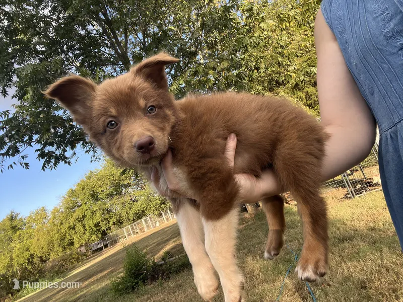 Mater – Australian Shepherd puppy for sale in Lewisburg, TN
