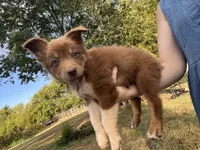 Mater, a female Australian Shepherd for sale in Lewisburg, TN – 1 of 3