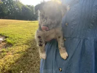Spotty, a male Australian Shepherd for sale in Lewisburg, TN – 3 of 5