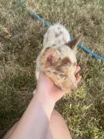 Dotty, a female Australian Shepherd for sale in Lewisburg, TN – 3 of 5