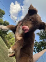 Brownie, a female Australian Shepherd for sale in Lewisburg, TN – 2 of 3