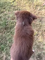 Mittens, a female Australian Shepherd for sale in Lewisburg, TN – 2 of 3