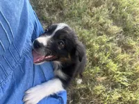 Hank, a male Australian Shepherd for sale in Lewisburg, TN – 2 of 3