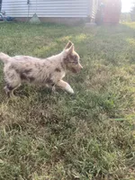 Dotty, a female Australian Shepherd for sale in Lewisburg, TN – 2 of 5