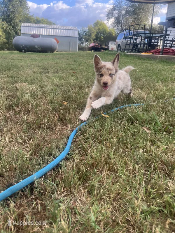 Dotty – Australian Shepherd puppy for sale in Lewisburg, TN