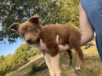 Mater, a female Australian Shepherd for sale in Lewisburg, TN – 2 of 3