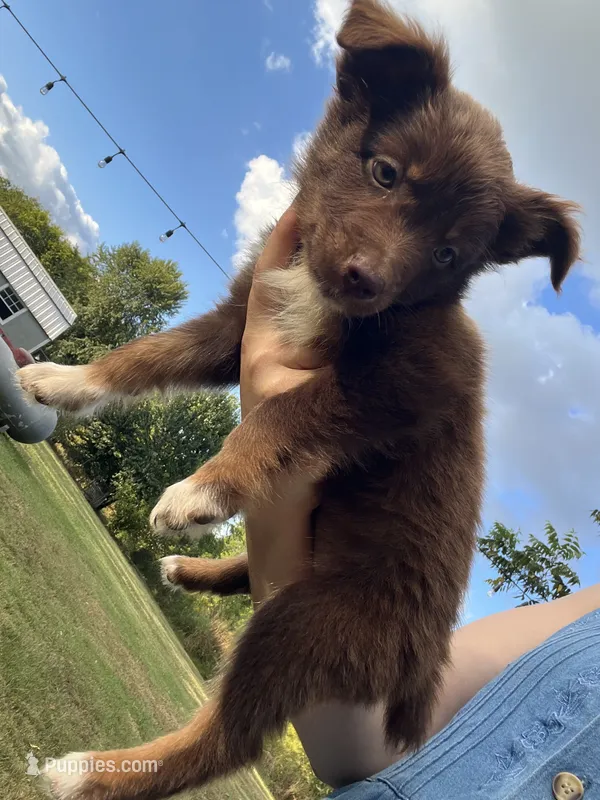 Brownie – Australian Shepherd puppy for sale in Lewisburg, TN