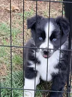 Bo, a male Australian Shepherd for sale in Lewisburg, TN – Photo 2 of 4