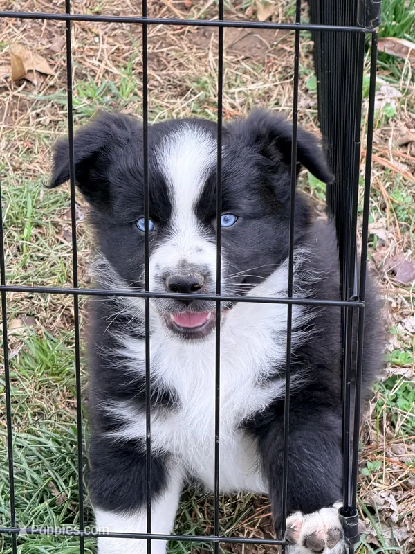 Bo – Australian Shepherd puppy for sale in Lewisburg, TN