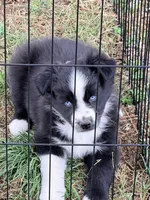 Bo, a male Australian Shepherd for sale in Lewisburg, TN – Photo 4 of 4