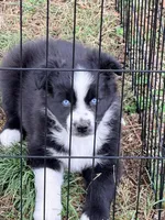 Bo, a male Australian Shepherd for sale in Lewisburg, TN – Photo 3 of 4