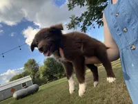 Mittens, a female Australian Shepherd for sale in Lewisburg, TN – 3 of 3