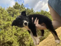 Rollie, a female Australian Shepherd for sale in Lewisburg, TN – 1 of 2