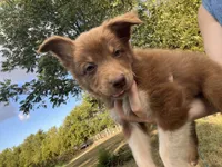 Mater, a female Australian Shepherd for sale in Lewisburg, TN – 3 of 3