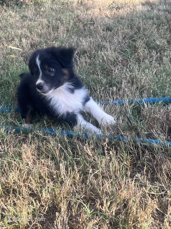 Hank – Australian Shepherd puppy for sale in Lewisburg, TN