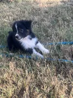 Hank, a male Australian Shepherd for sale in Lewisburg, TN – 1 of 3