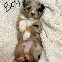 Copper, a male Australian Shepherd for sale in Lewisburg, TN – Photo 3 of 3