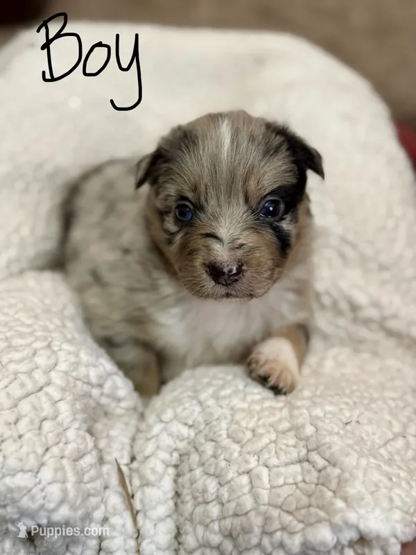 Copper – Australian Shepherd puppy on hold in Lewisburg, TN