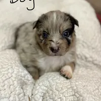 Copper, a male Australian Shepherd for sale in Lewisburg, TN – Photo 1 of 3