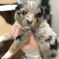 Copper, a male Australian Shepherd for sale in Lewisburg, TN – Photo 2 of 3