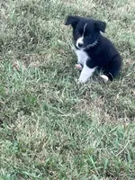 Dale, a male Australian Shepherd for sale in Lewisburg, TN – 3 of 3