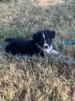 Hank, a male Australian Shepherd for sale in Lewisburg, TN – 3 of 3