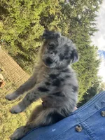 Spotty, a male Australian Shepherd for sale in Lewisburg, TN – 2 of 5