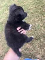 Tiny, a male Australian Shepherd for sale in Lewisburg, TN – 3 of 3