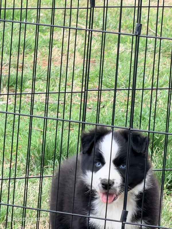 Luke – Australian Shepherd puppy for sale in Lewisburg, TN