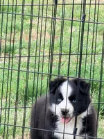 Luke, a male Australian Shepherd for sale in Lewisburg, TN – Photo 1 of 2