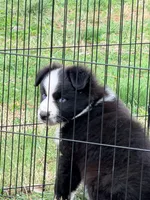 Luke, a male Australian Shepherd for sale in Lewisburg, TN – Photo 2 of 2