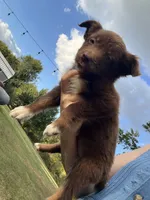 Brownie, a female Australian Shepherd for sale in Lewisburg, TN – 3 of 3