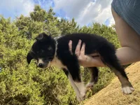 Rollie, a female Australian Shepherd for sale in Lewisburg, TN – 2 of 2