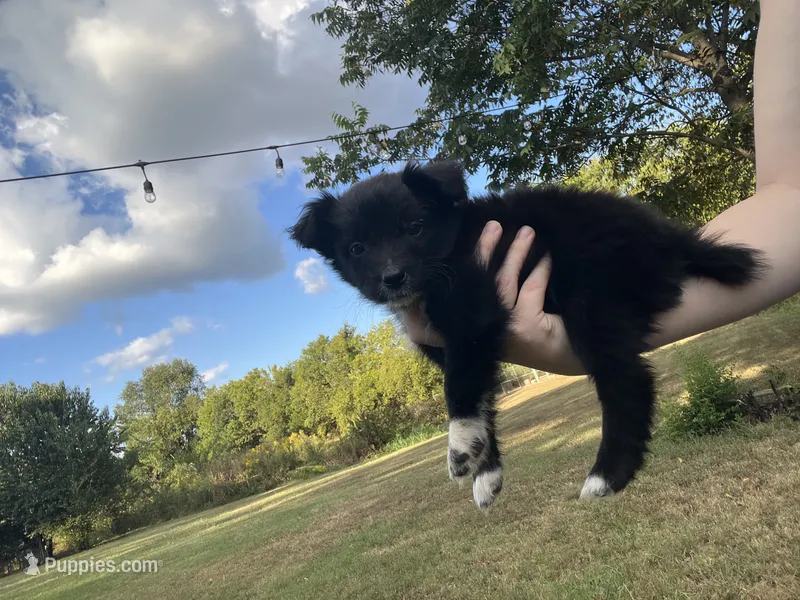 Tiny – Australian Shepherd puppy for sale in Lewisburg, TN
