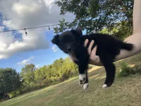Tiny, a male Australian Shepherd for sale in Lewisburg, TN – 1 of 3