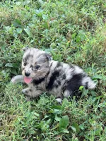 Spotty, a male Australian Shepherd for sale in Lewisburg, TN – 5 of 5