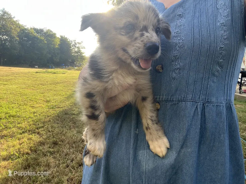 Spotty – Australian Shepherd puppy for sale in Lewisburg, TN