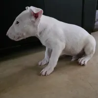 English Bull Terrier, a male Bull Terrier for sale in Floresville, TX – 3 of 4