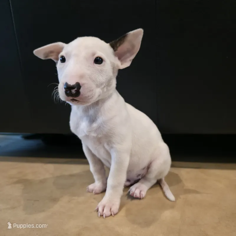 English Bull Terrier – Bull Terrier puppy for sale in Floresville, TX