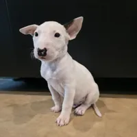 English Bull Terrier, a male Bull Terrier for sale in Floresville, TX – 1 of 5