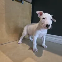 English Bull Terrier, a female Bull Terrier for sale in Floresville, TX – 2 of 2