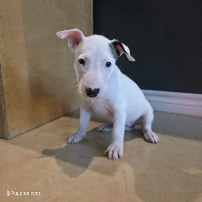 English Bull Terrier – Bull Terrier puppy for sale in Floresville, TX