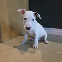 English Bull Terrier, a female Bull Terrier for sale in Floresville, TX – 1 of 2