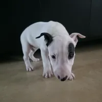 English Bull Terrier, a female Bull Terrier for sale in Floresville, TX – 1 of 3